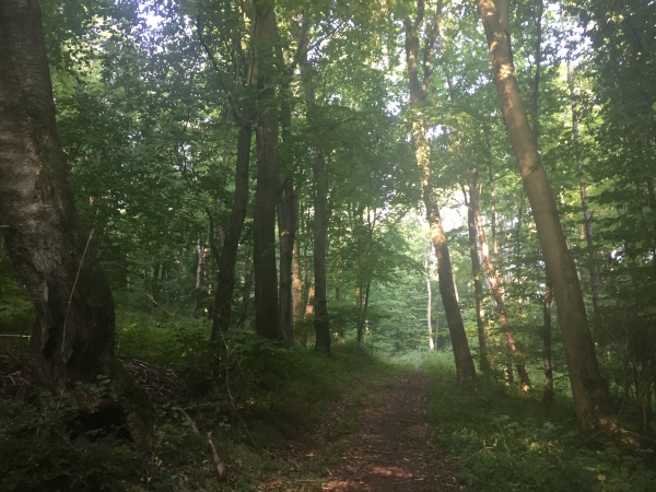Après une descente dans la vallée, nous remontons dans le Bois des Ecouflières.