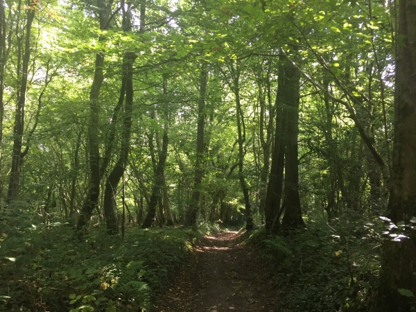 Nous descendons le Bois du Quenay en direction de Nolléval.