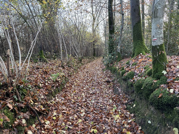 Nous suivons le GR25 depuis la tour du Chasse Marée, et descendons maintenant dans le bois Piquet en direction de la vallée du Crevon.