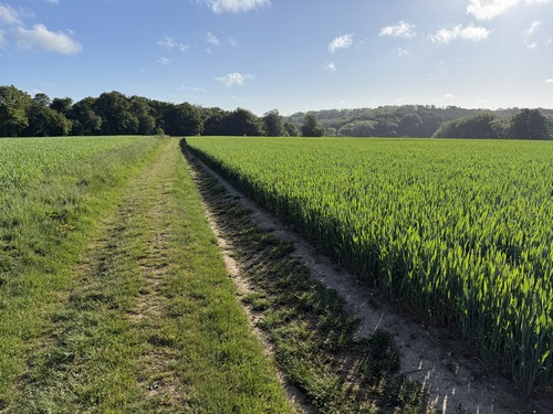 Nous traversons la plaine de Bourdainville en direction des bois de la Fontelaye.