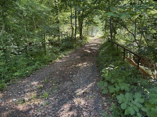 Nous sommes dans les bois qui couvrent le coteau est de la Saâne à la Fontelaye. Nous allons passer ici sur un ancien pont du Tortillard.