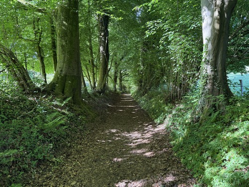Nous descendons le coteau boisé de la Saâne en direction de la rivière.
