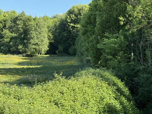 Nous passons près de la source officielle de la Saâne, cachée dans les bosquets.