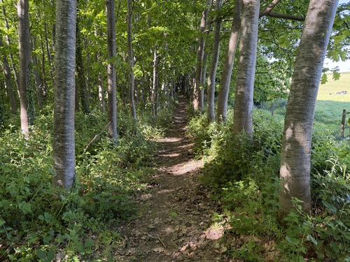 Dans les bois près de la D929, un chemin a été aménagé au-dessus du fossé qui alimente la Saâne.