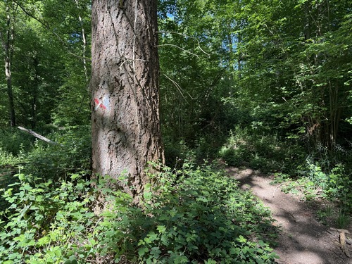 Nous quittons le GR212 et continuons sur le chemin qui longe le fossé de la Saâne.