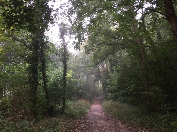 Nous partons sur le Chemin de la Vallée du Catelier pour un petit tour en forêt.