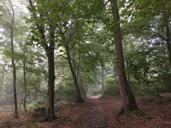 Nous sommes ici en forêt domaniale de La Londe - Rouvray, au sud de l'A13.