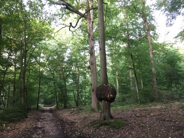 Le Hêtre Ventru, arbre remarquable, porte une excroissance inexpliquée en forme de boule de plus de 5 mètres de circonférence.