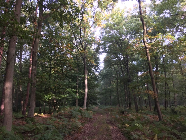 Nous marchons maintenant en direction du Chemin du Moulin.
