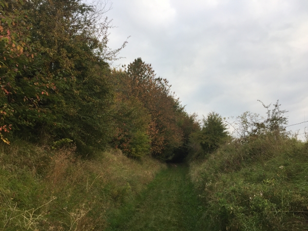 Nous allons entrer dans le petit bois du Bihorel.