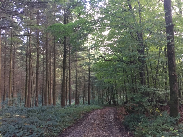 Nous traversons les Grands Bois en direction de Sigy-en-Bray.