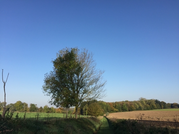Nous descendons maintenant vers le Bois de Grosfy.