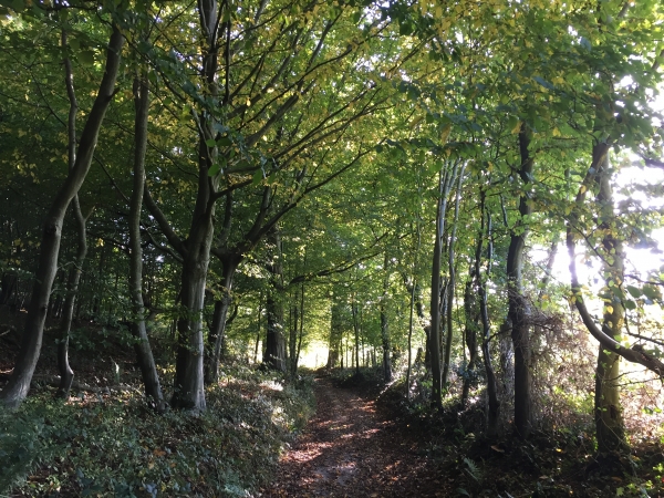 Les bois vont se succéder jusqu'à Gretot. Nous sommes ici entre le bois de Grosfy et le bois de Médine.