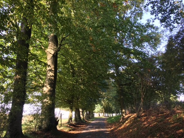 Côte de Gretot. Nous allons quitter les bois pour entrer dans le hameau de Gretot.