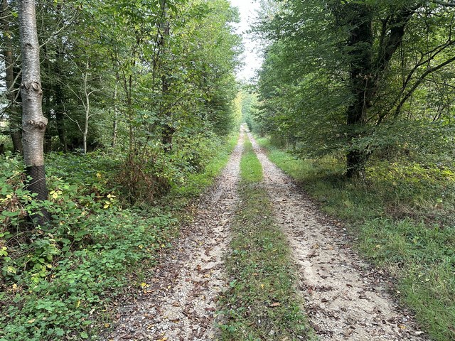 La rue de la Ferme Blanche se prolonge en chemin dans le bois Gautier.