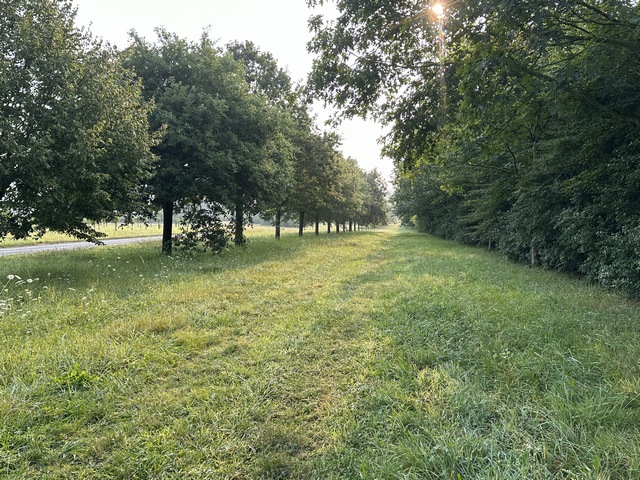 Nous entrons dans Fretteville par cette belle allée de chênes qui semble ne mener nulle part, mais nous permet d'éviter la route de la Plaine.