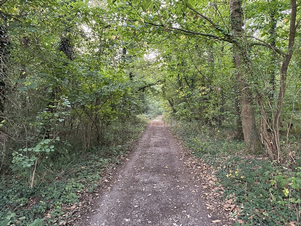 Je pars du parking de l'école, et après quelques pas je suis déjà dans le bois Frédéric.