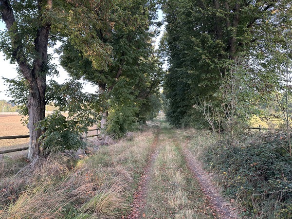Je franchis la route de Daubeuf, et je continue sur cette allée bordée de tilleuls. Cette allée se termine en face de l'une des entrées du domaine Louis Renault qui domine la Seine, en haut de la falaise.