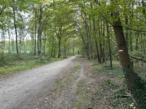 Je suis les balises du GR2 dans le bois Hubert.
