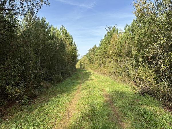 Les bois se succèdent, c'est ici le bois des Brûlins. Le chemin se glisse entre les carrières pour rejoindre le bois Frédéric.