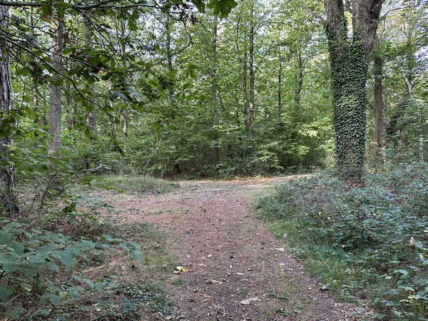 Je ferme la boucle dans le bois Frédéric. La cité de la Plante est en face, à quelques dizaines de mètres.