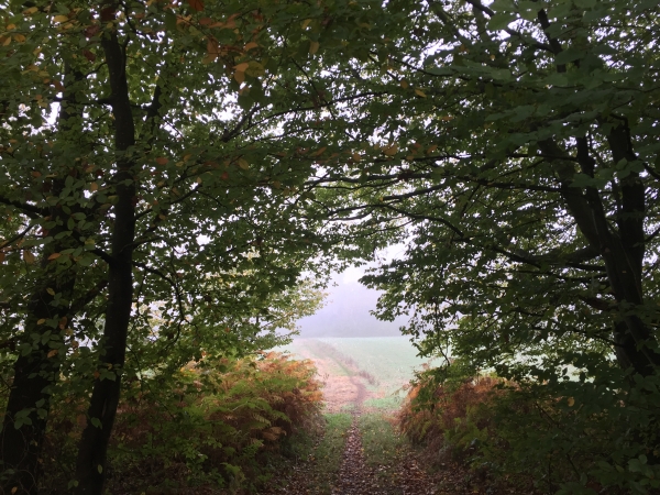 Clairière de la Villenaise. Nous allons suivre les chemins forestiers jusqu'à l'entrée dans Rosay par la Croix de l'Epine.