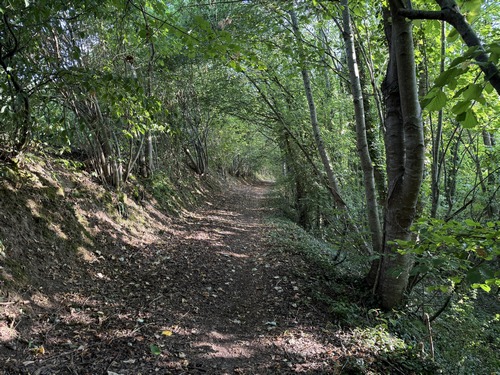 Le chemin continue dans la forêt en direction de l'Essart Mador.