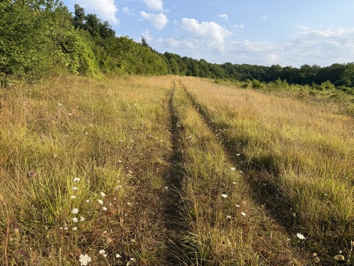 Le chemin traverse ici une ancienne pâture dans la forêt. On voit à droite que la nature commence à reprendre ses droits.