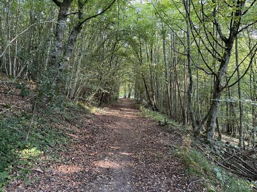 Encore un beau chemin forestier suivi par ce circuit.