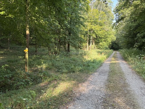 Nous avons rejoint la voie forestière du Chêne Varin, et allons prendre à gauche ici. L'entrée du chemin est très discrète, mais elle est indiquée par la pancarte jaune du Sentier de la Fontaine Bulant.