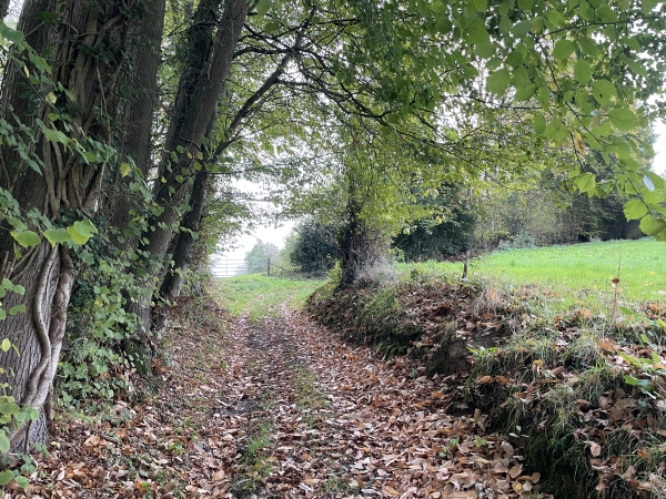 Depuis le départ, les chemins sont très agréables, et fermes malgré la période humide.