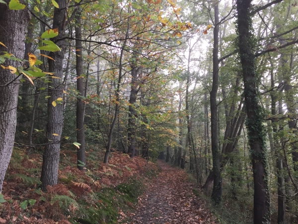 Nous suivons toujours le GR224, nous sommes ici sur les coteaux boisés de la Risle.
