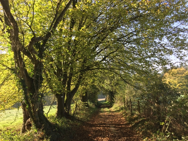 Nous quittons le GR224 et descendons le Bois de la Côte en direction de la Risle.