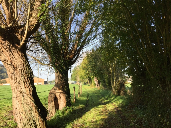 Marais de la Risle et ses anciens arbres tétards. Nous nous dirigeons vers la Côte de la Pérelle.