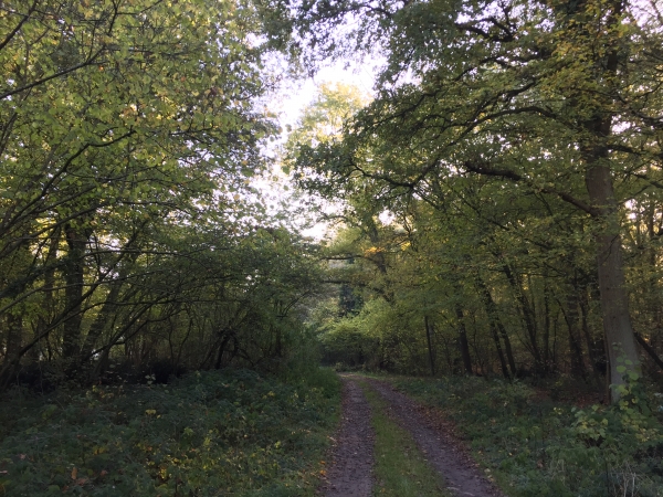 Nous commençons notre randonnée sur la variante nord du GR2, et entrons dans le bois qui prolonge la forêt des Andelys.