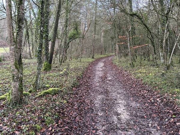 Le chemin qui traverse ces bois privés est large et renforcé. La montée est sensible, mais elle se fait en deux étapes, avec un palier qui fait oublier le dénivelé.
