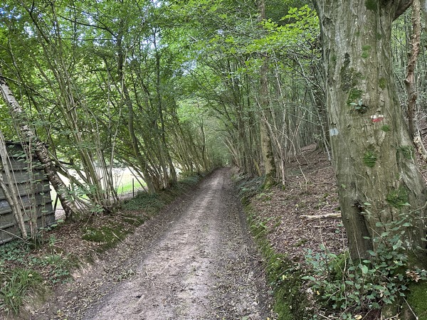 Nous arrivons dans le Fond de Bourdainville, vallon boisé qui abrite un fossé qui précède la source officielle de la Saâne.