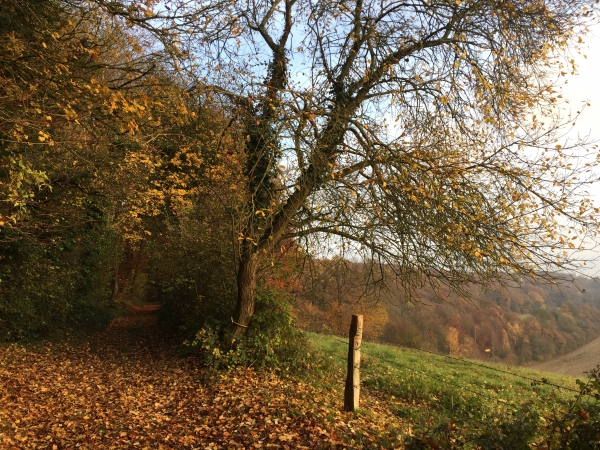 Après avoir suivi la rue Saint-Ouen, nous montons sur le coteau de la vallée Crosnier et entrons dans le Bois des Broches.