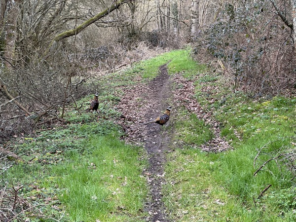 Je croise deux faisans qui se laissent approcher. Vidéo dans l'album de la rando.