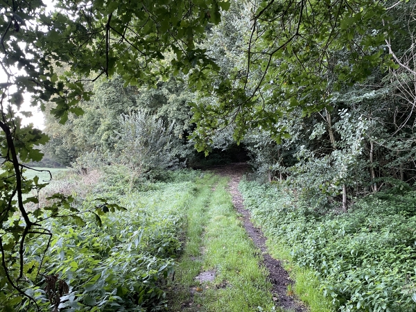 J'entre dans le bois de Pincheloup et monte pour rejoindre le chemin de crête.