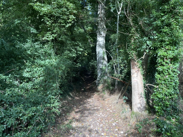 J'entre maintenant dans le bois de l'Avenue, sur le coteau ouest de la Tourville.
