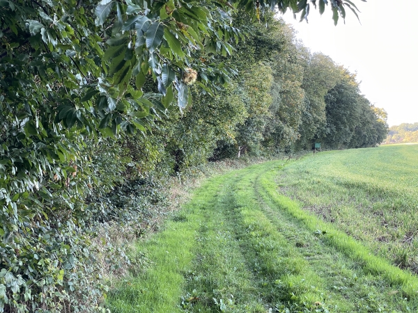 Le sentier Saint-Michel longe le bois de l'Avenue au sommet du plateau.