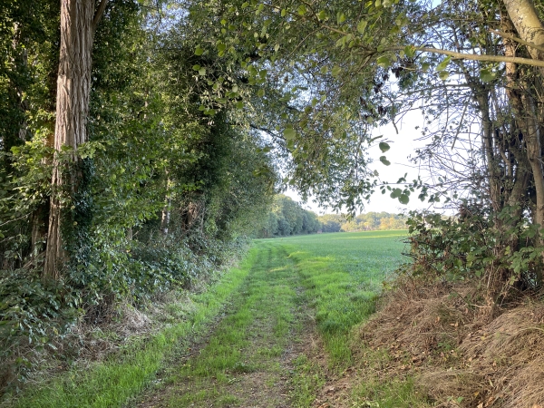 Je vais bientôt entrer dans le bois pour redescendre dans la vallée.
