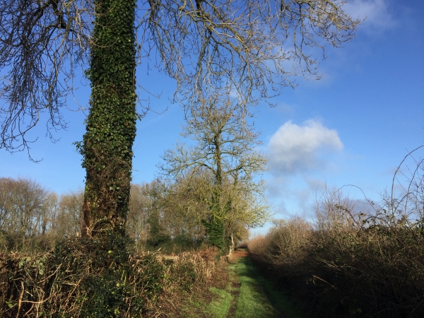 Chemin vers les Anthieux.