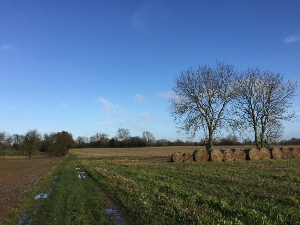 Dernier chemin avant le retour aux Criquiers.