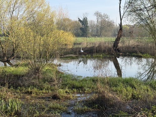 Zone humide des Damps