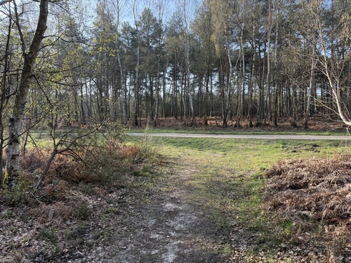 Nous rejoignons la voie forestière des Damps que nous allons prendre à gauche pour la quitter rapidement en tournant tout de suite à droite.