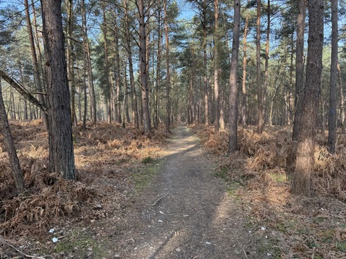 Ambiance de pinède sur le chemin des Cavaliers, chemin parallèle à la route forestière de Cobourg mais beaucoup plus agréable.