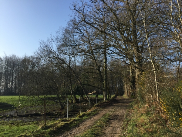 Nous voilà sur le chemin en lisière du Bois de St-Sulpice.