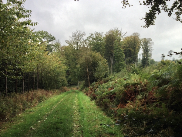 Nous traversons la forêt domaniale d'Arques et arrivons ici au Val d'Arques.